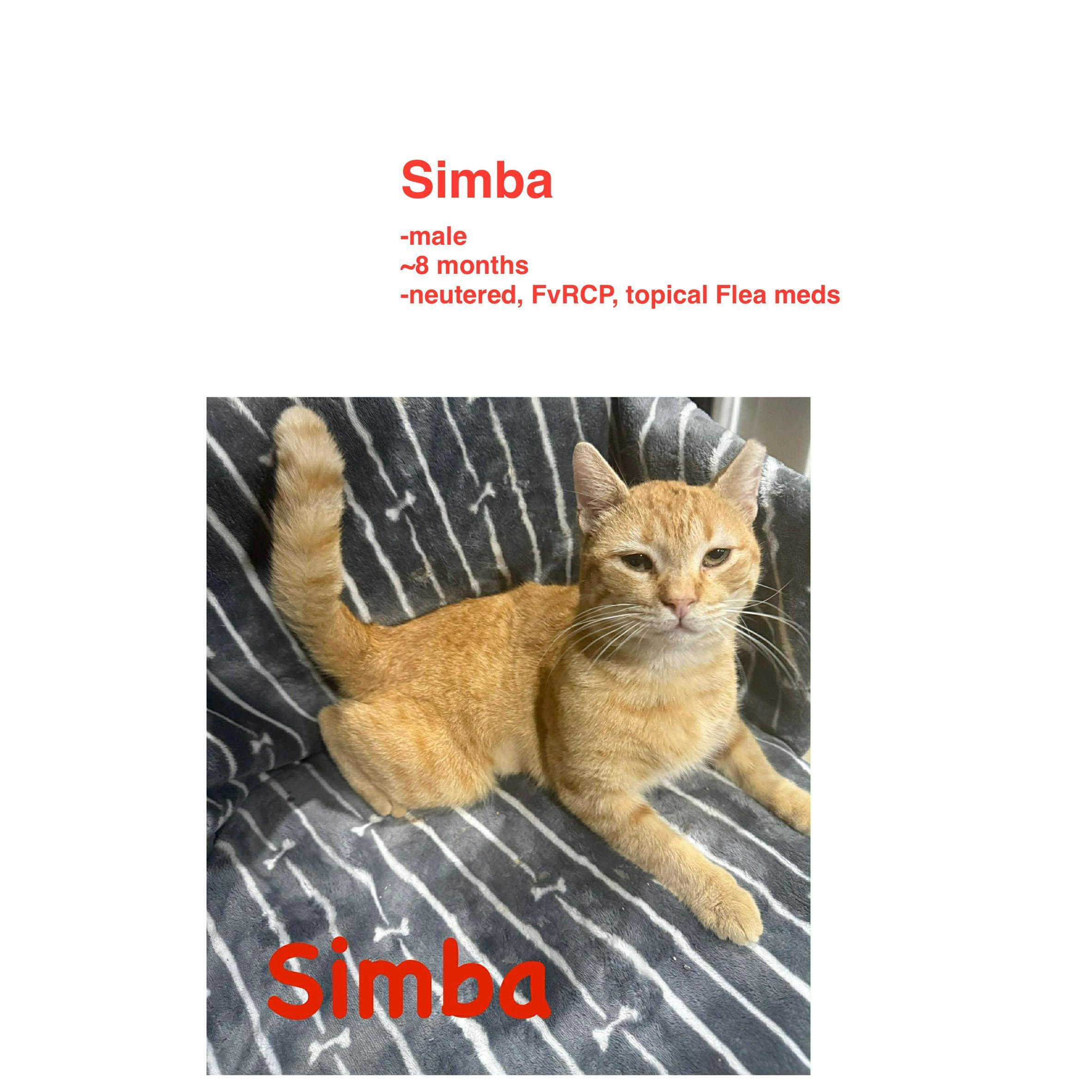 Simba
