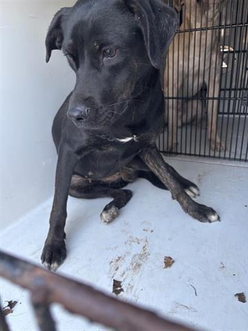 A young large-sized female Labrador Retriever dog named Macy for adoption in Houston, TX