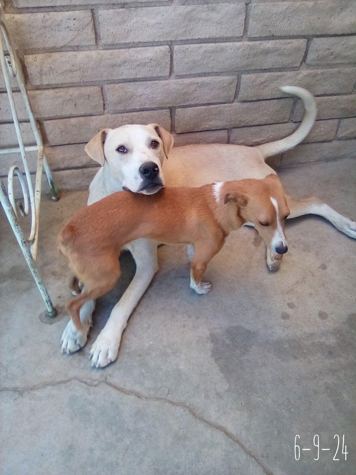 Jingleshis Bff Is Baby