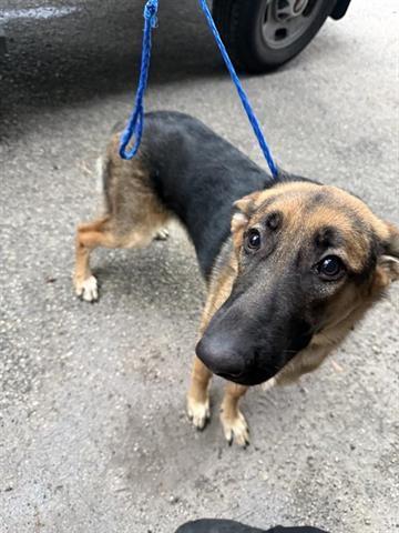 A young medium-sized female German Shepherd Dog dog named Leanor for adoption in Houston, TX