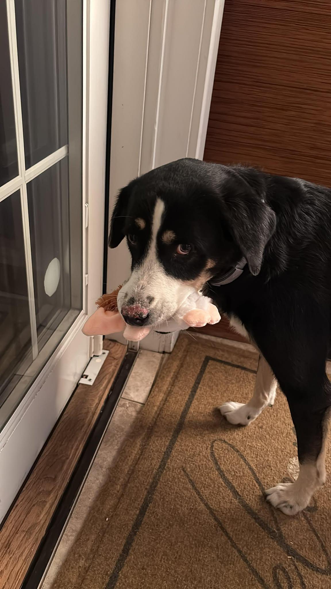 Midnight Whiskers Albania