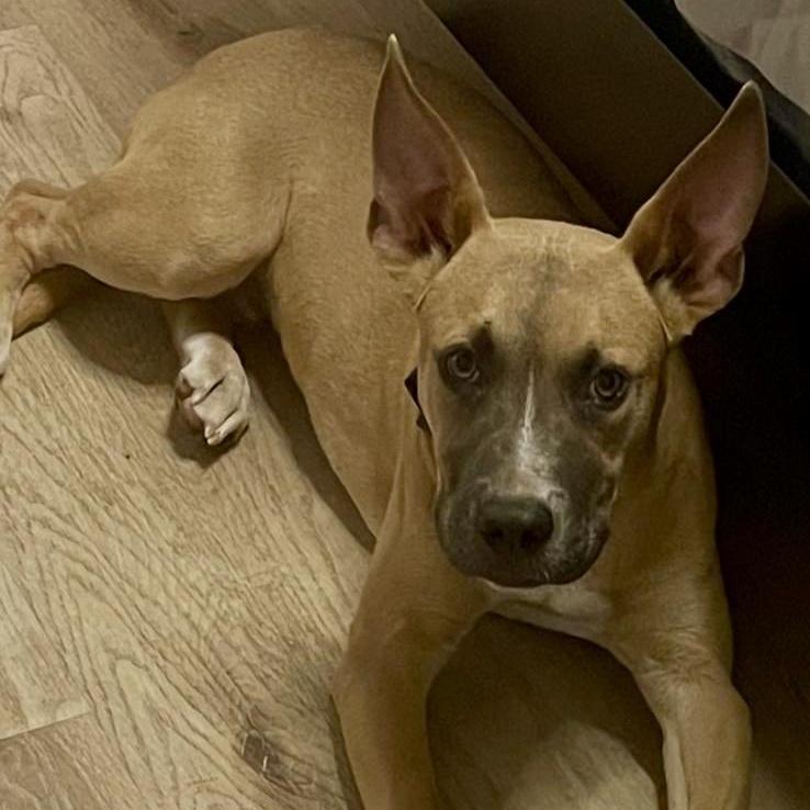 A baby medium-sized male Yellow / Tan / Blond / Fawn Pit Bull Terrier dog named Bear for adoption in Austin, TX