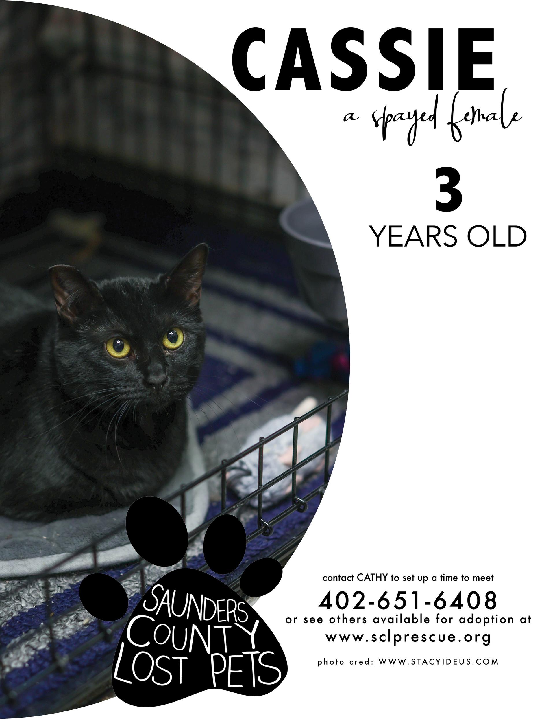 An adult medium-sized female Black Domestic Short Hair cat named Cassie for adoption in Wahoo, NE