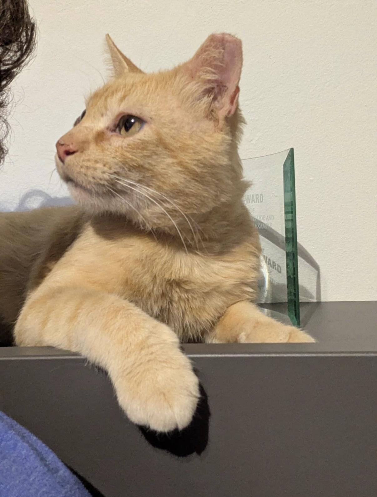 An adult medium-sized male Tabby (Orange / Red) Domestic Short Hair cat named Conor The Miracle Survivor for adoption in Boca Raton, FL