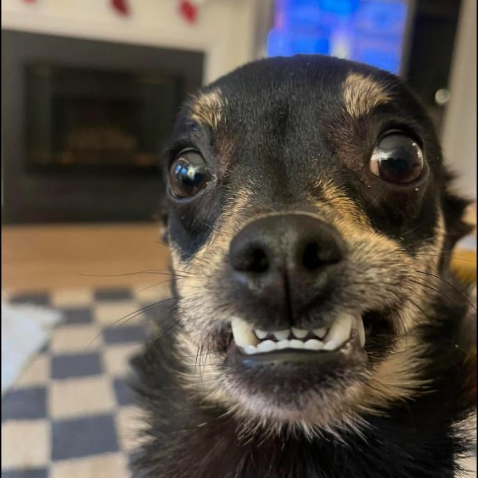 A young small-sized male Black Chihuahua dog named Benji for adoption in Alexandria, VA