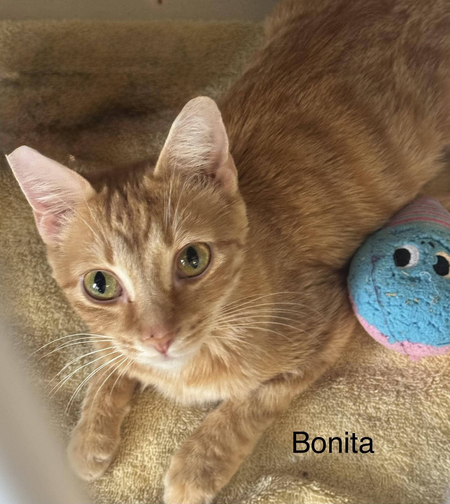 Bonita