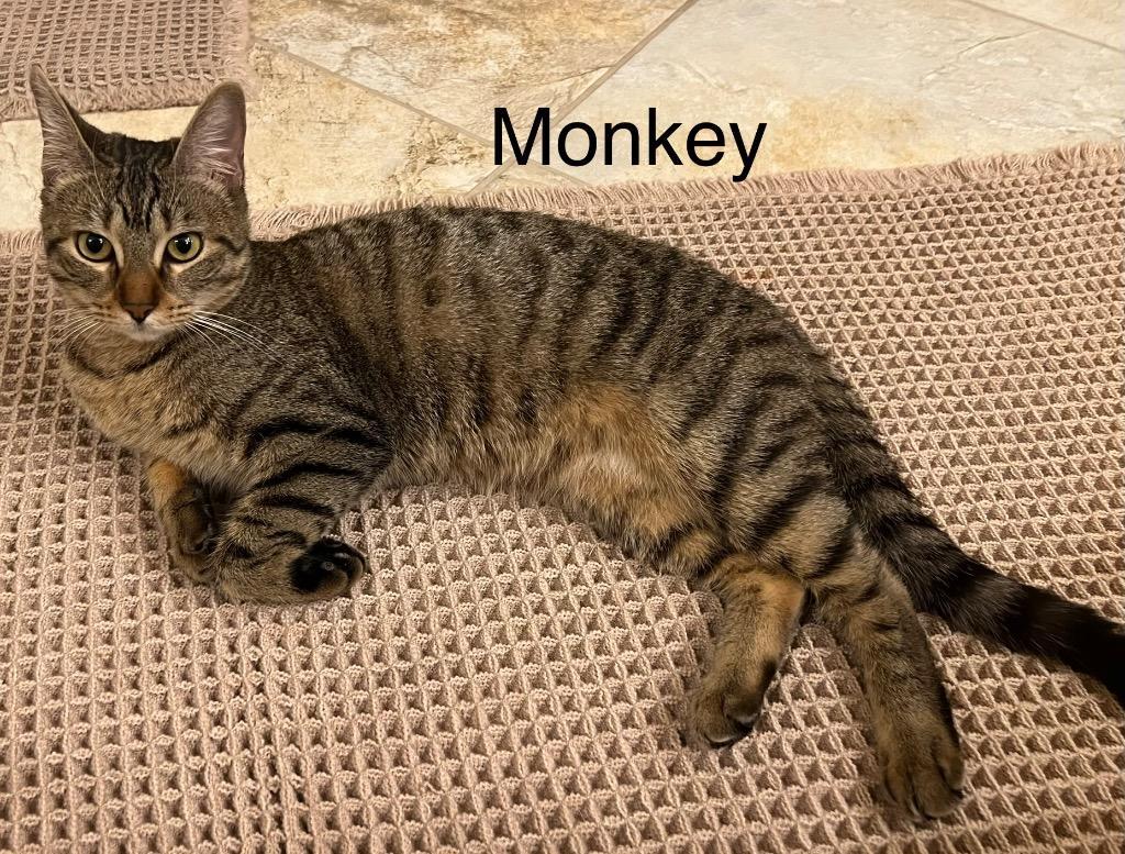 Monkey