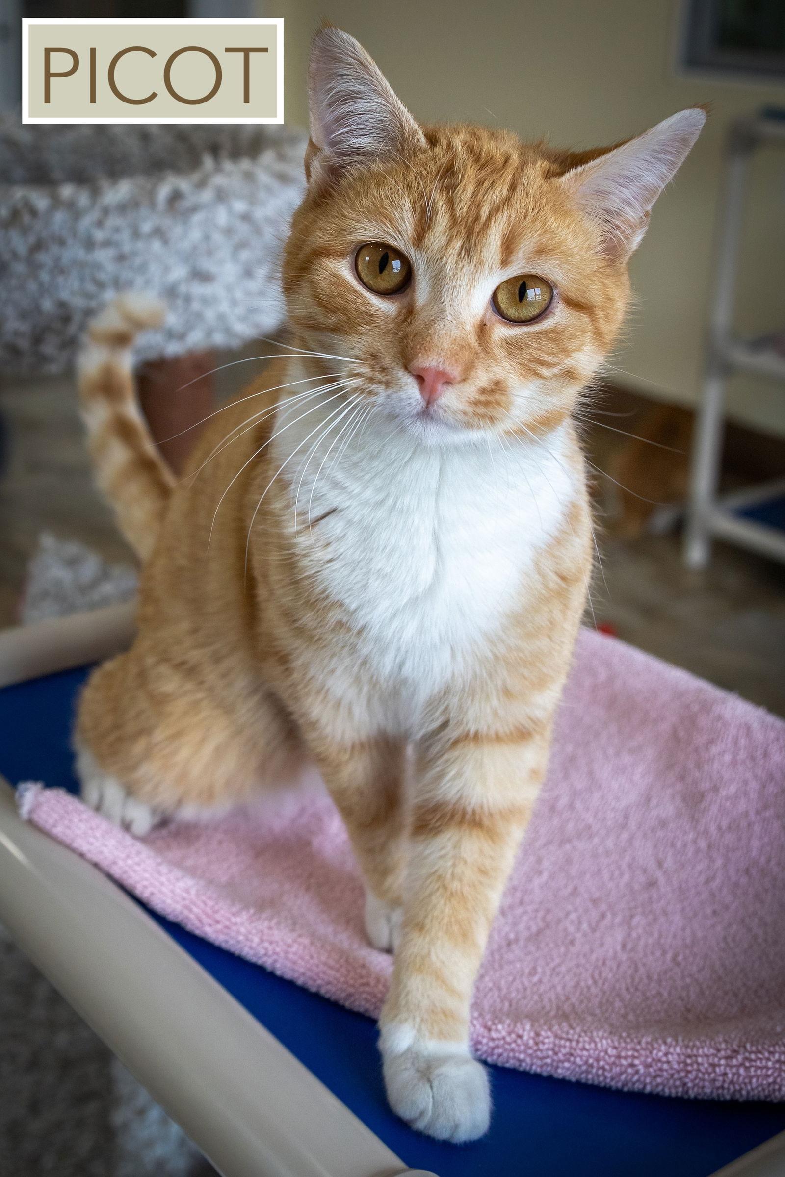 Picot