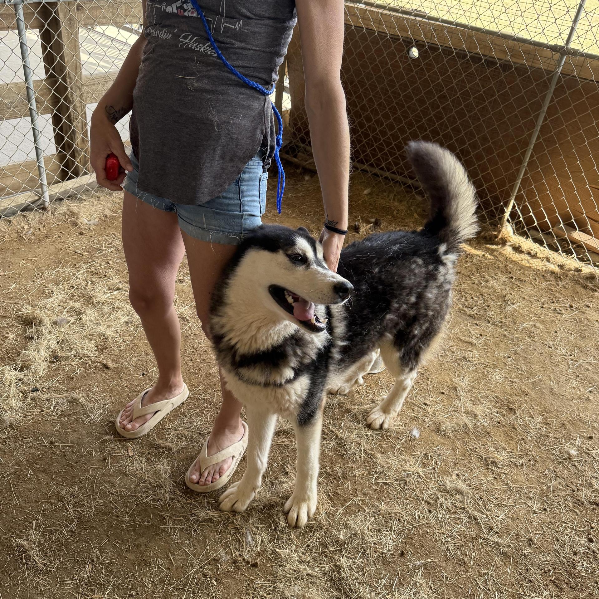 An adult medium-sized male Siberian Husky dog named Togo for adoption in Sumter, SC