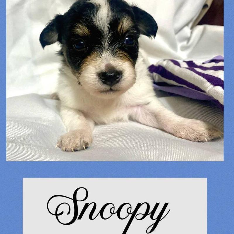 A young small-sized male Black Chihuahua dog named Snoopy for adoption in Richmond, TX