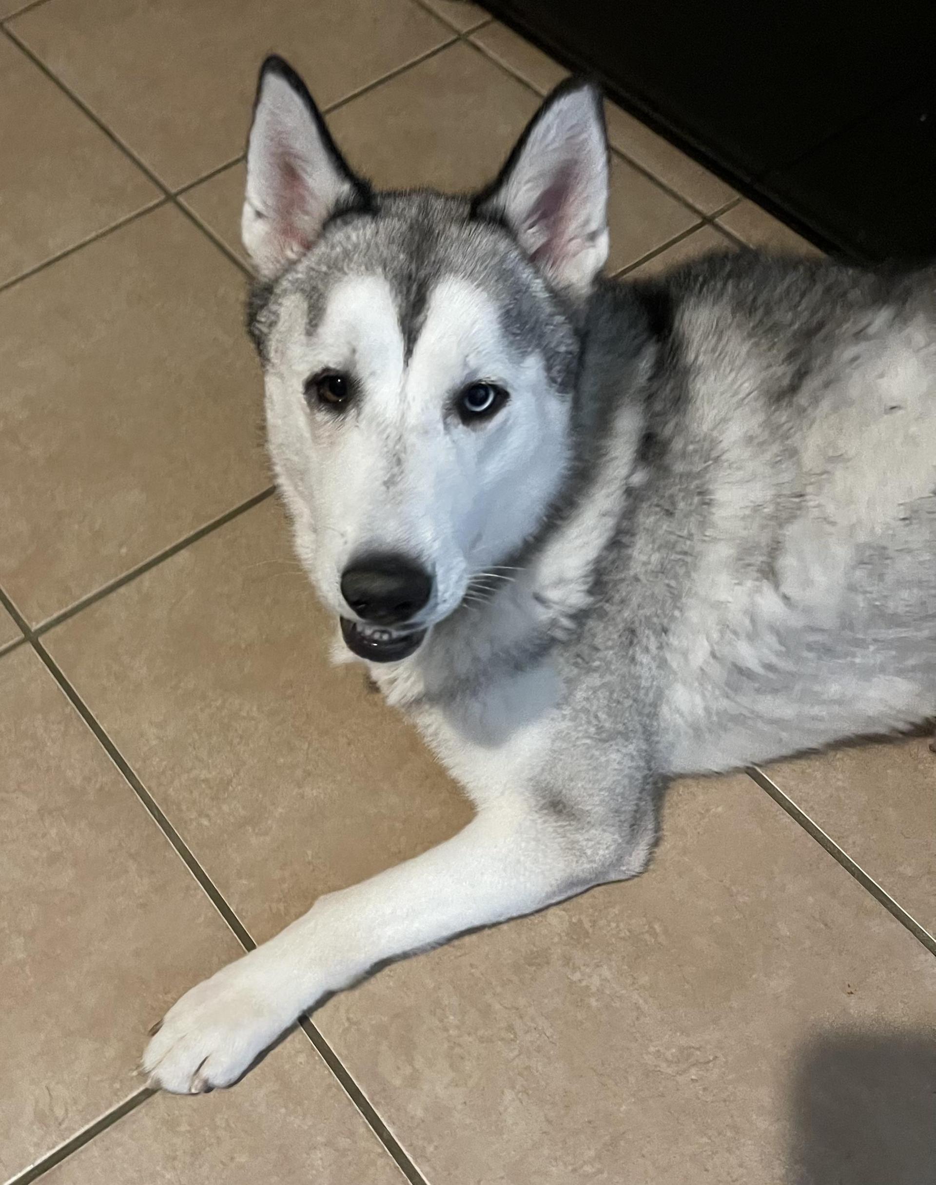 An adult medium-sized male Siberian Husky dog named Soda Pop for adoption in Sumter, SC