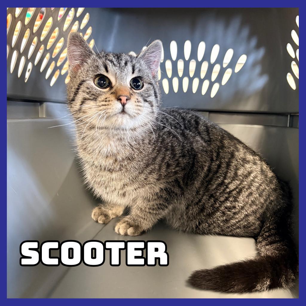 Scooter
