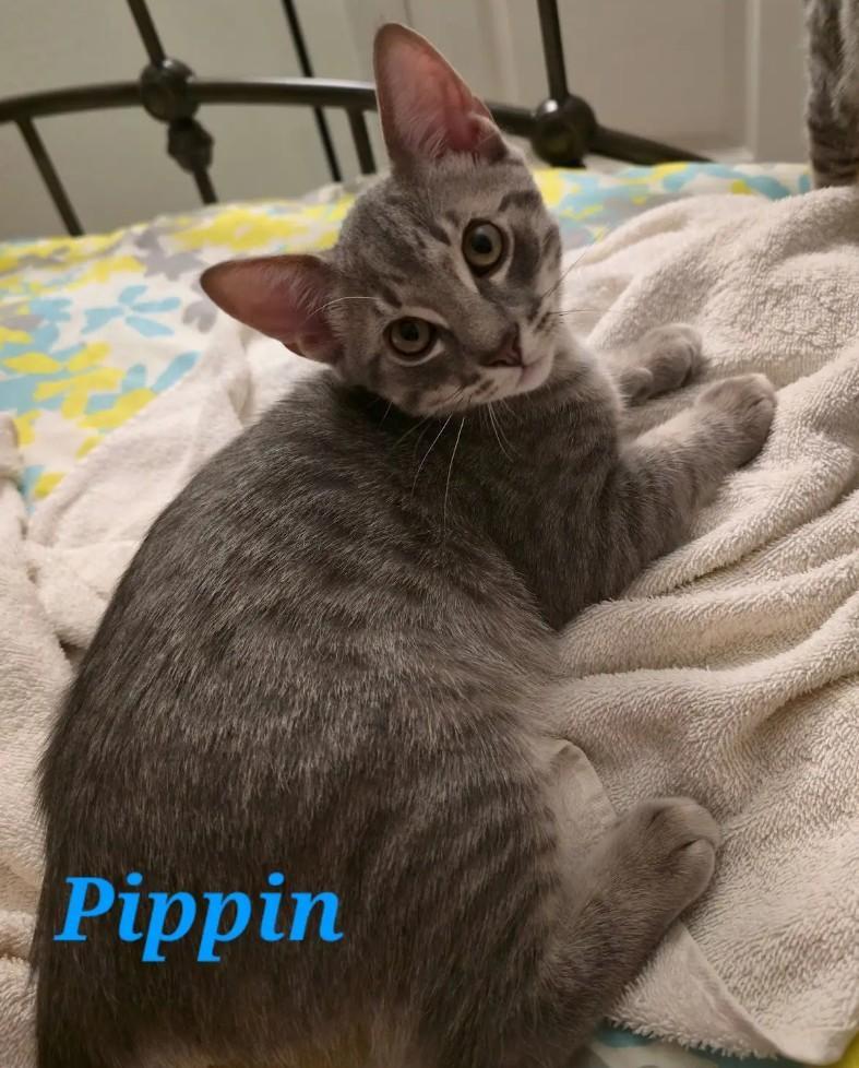 Pippin