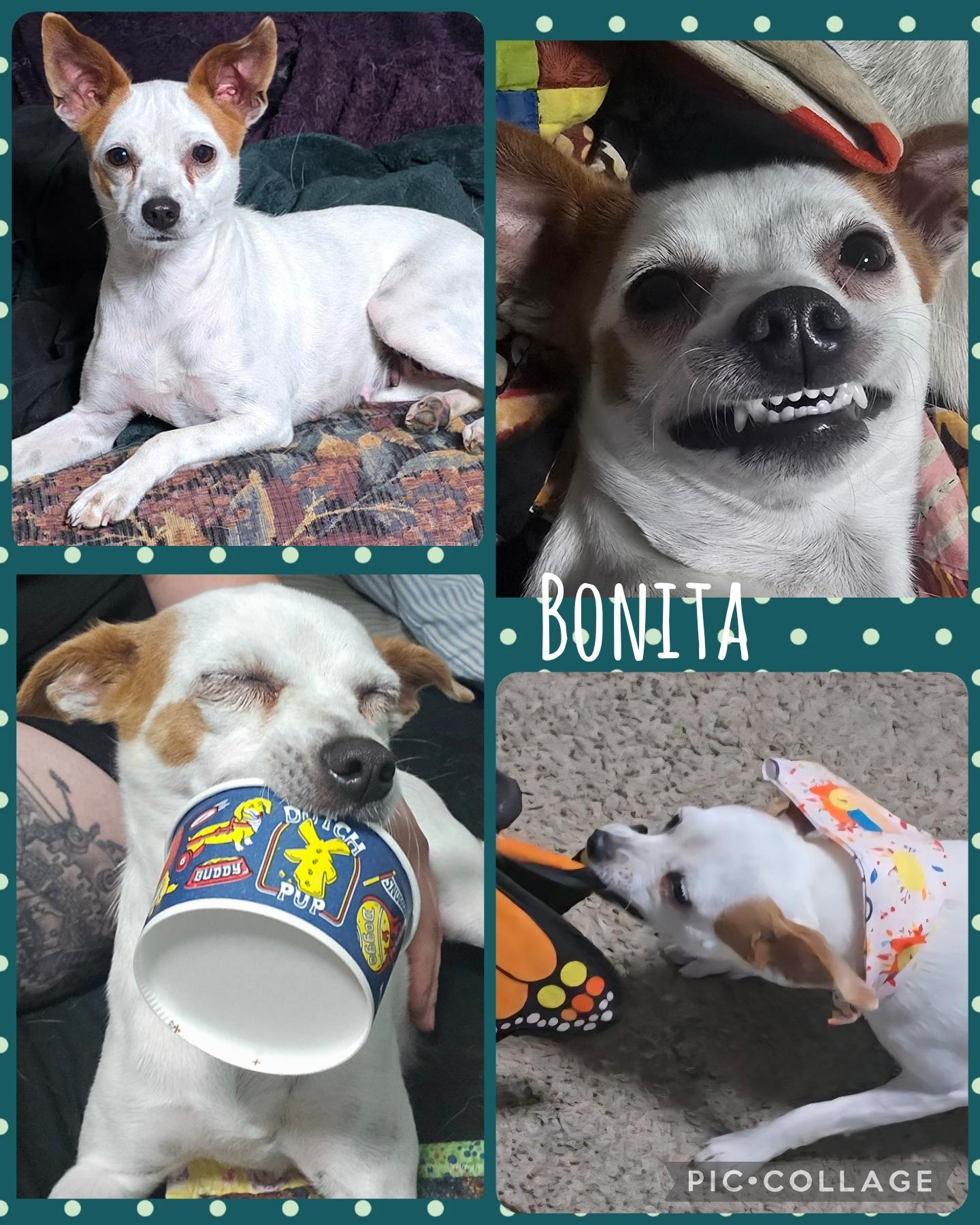 Bonita
