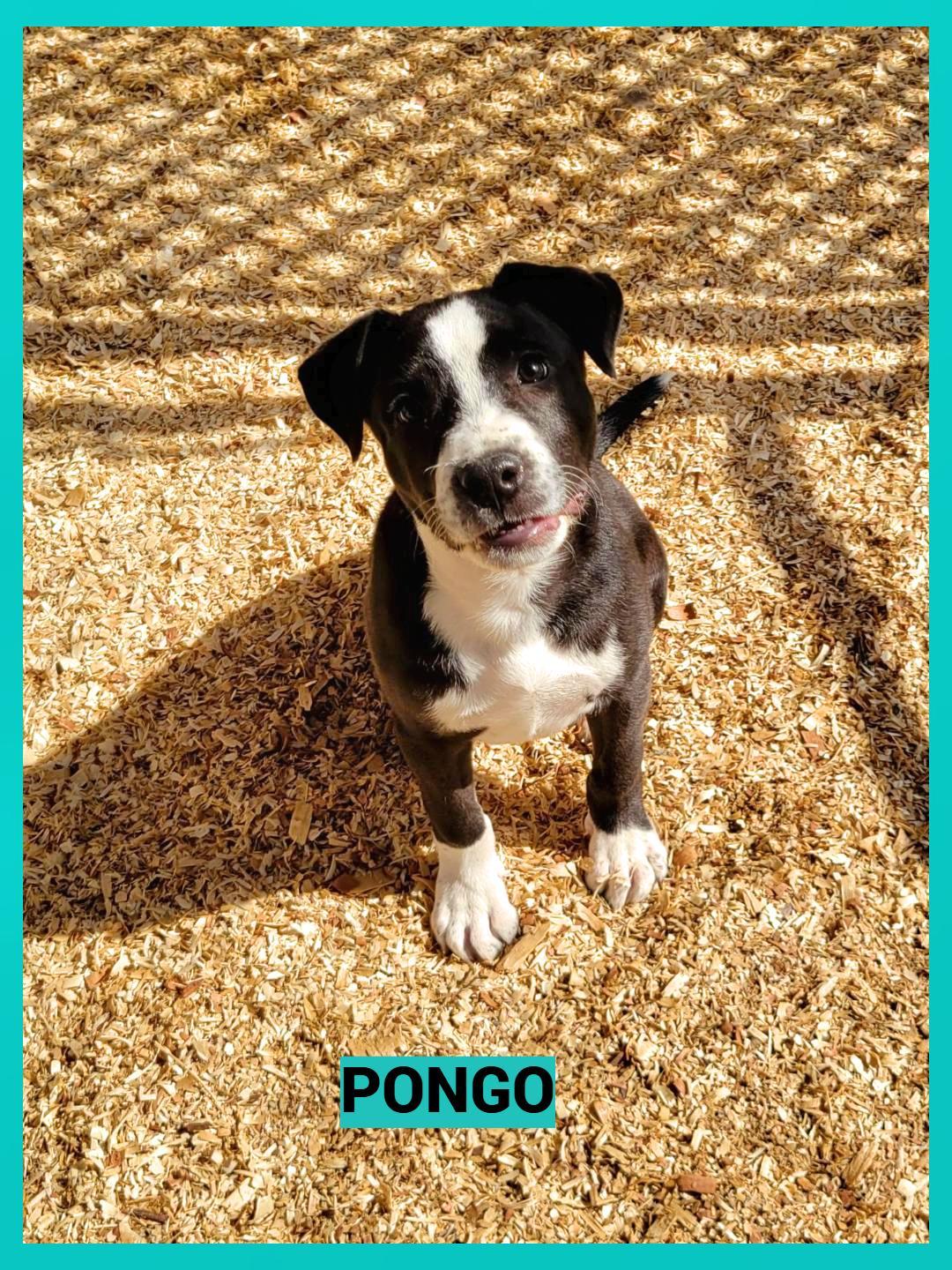 Pongo