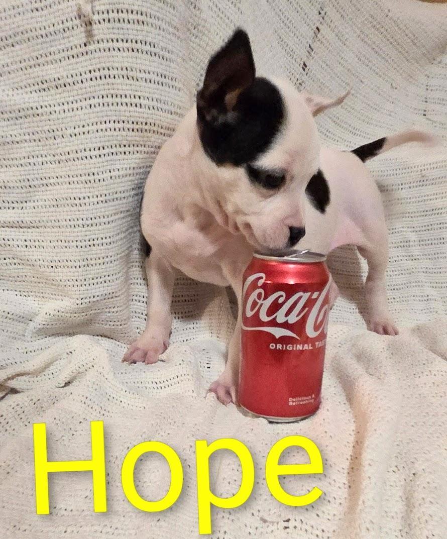 A baby small-sized female Chihuahua dog named Hope for adoption in Fosters, AL