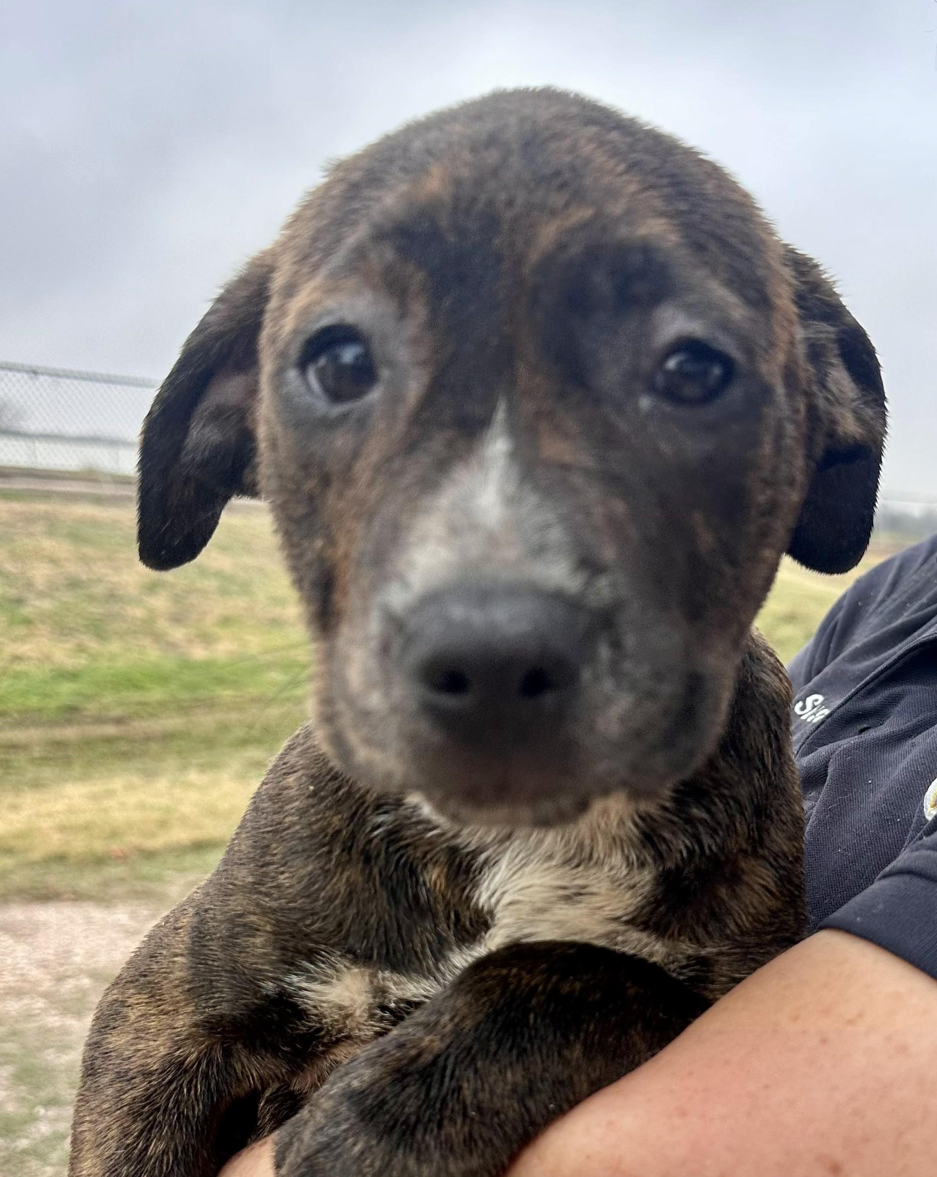 A baby medium-sized male American Staffordshire Terrier dog named Splenda On Hold for adoption in Edna, TX