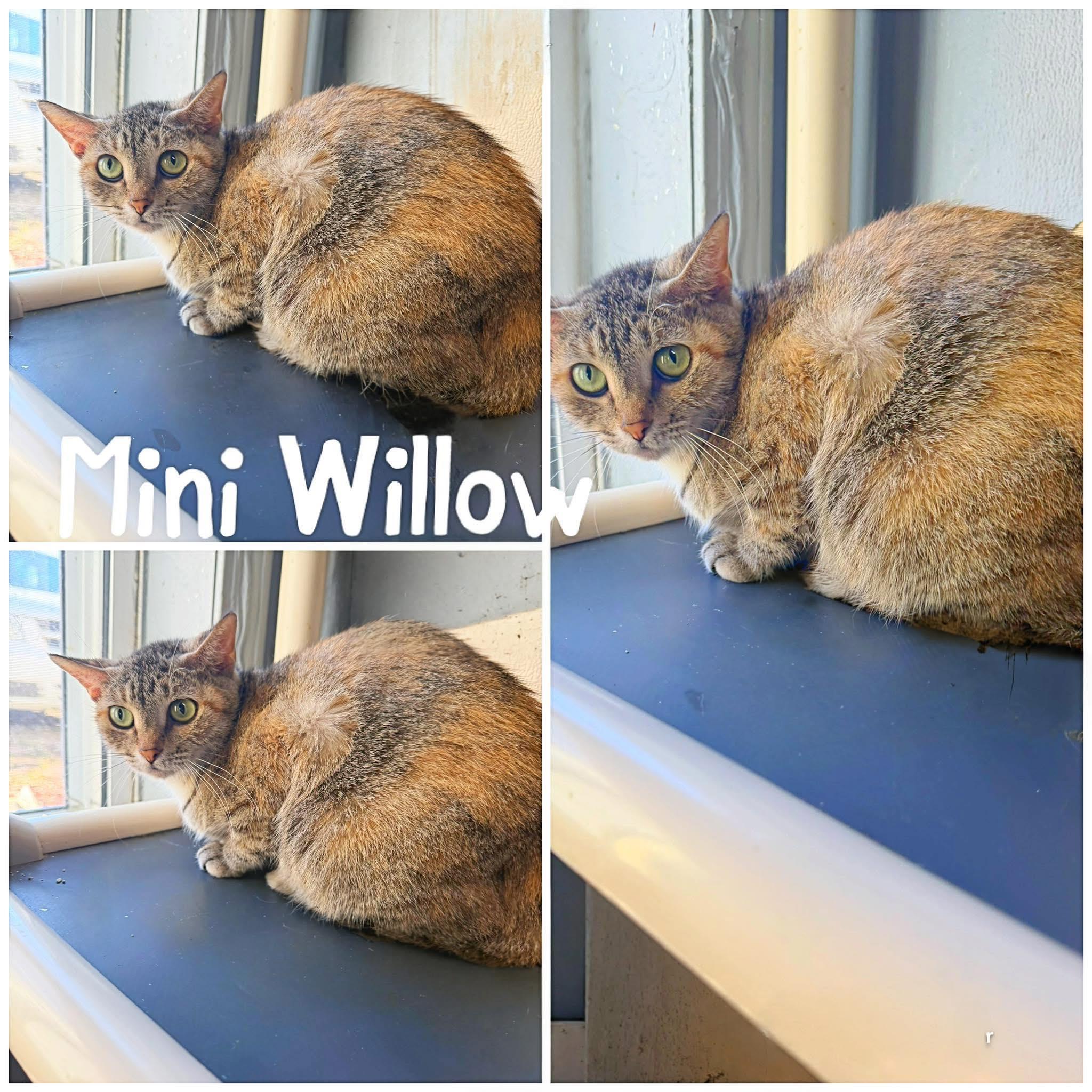 Mini Willow