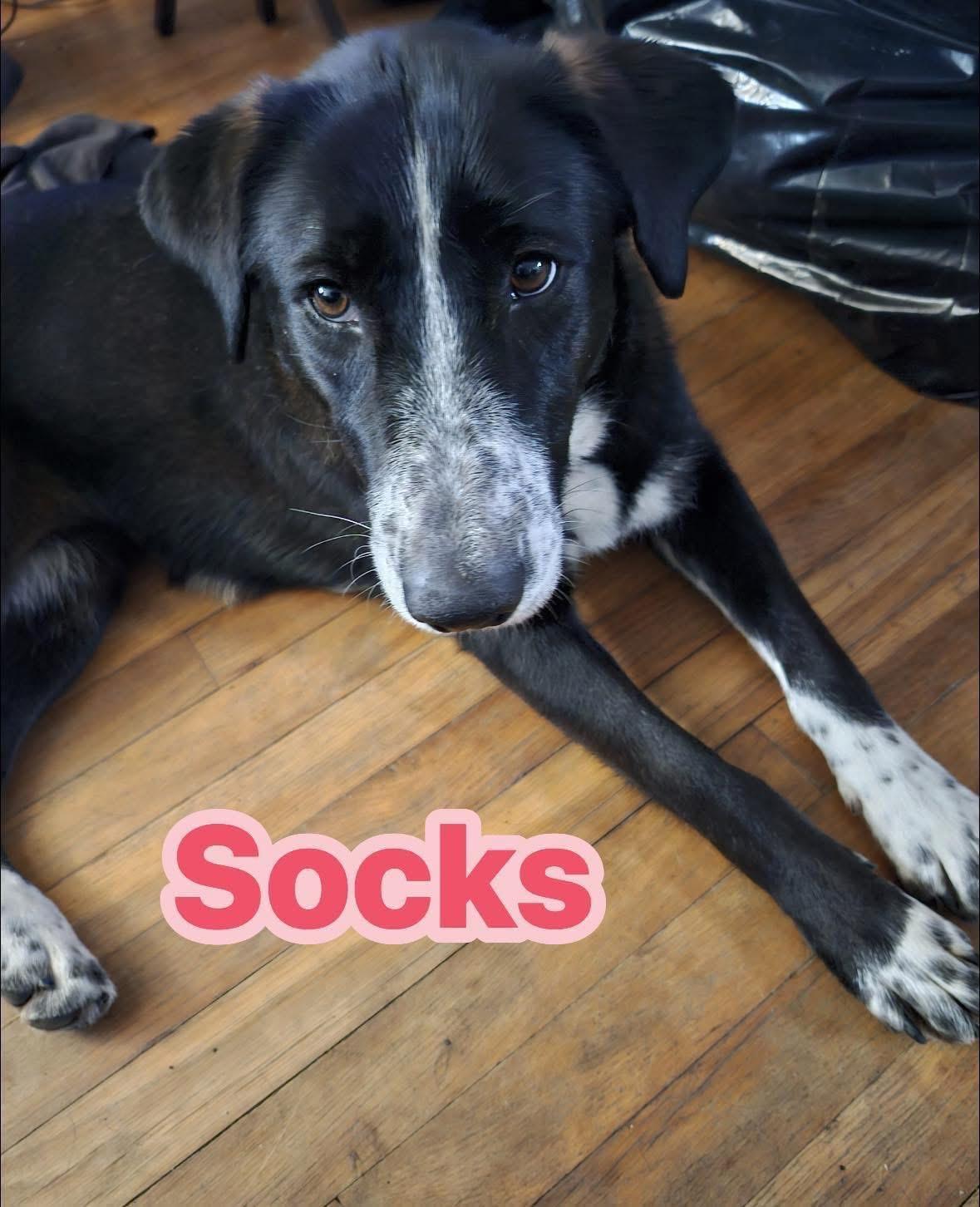 Socks