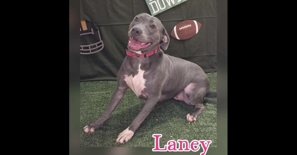 Laney
