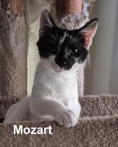 Mozart Dowl.