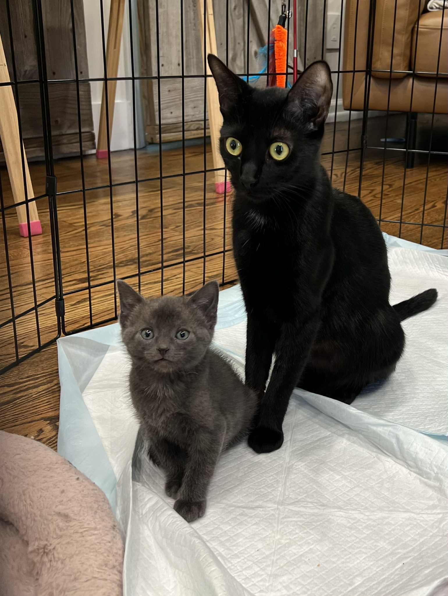 Mrs Claus And Blitzen