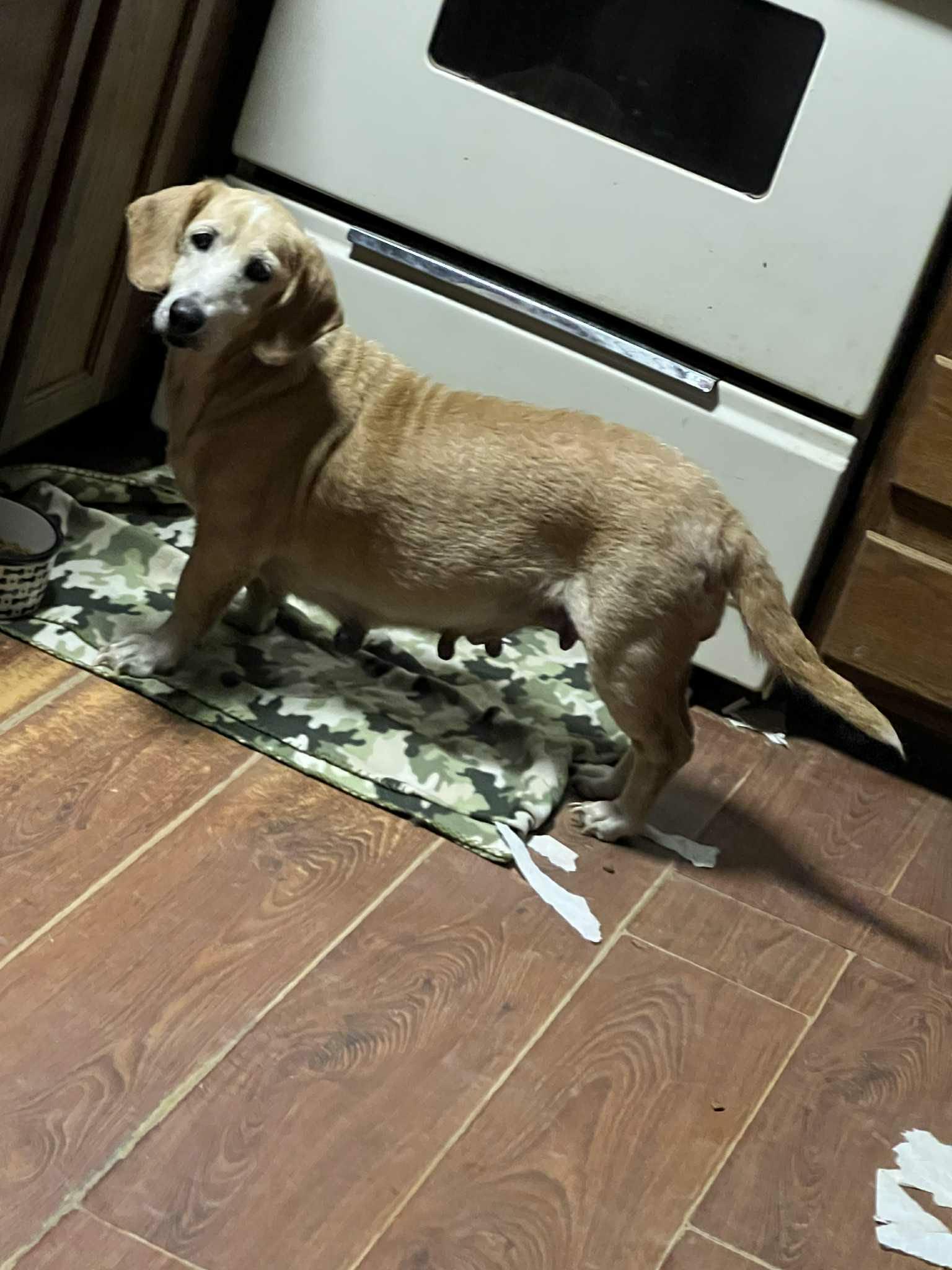 Izzy The Basset Hound