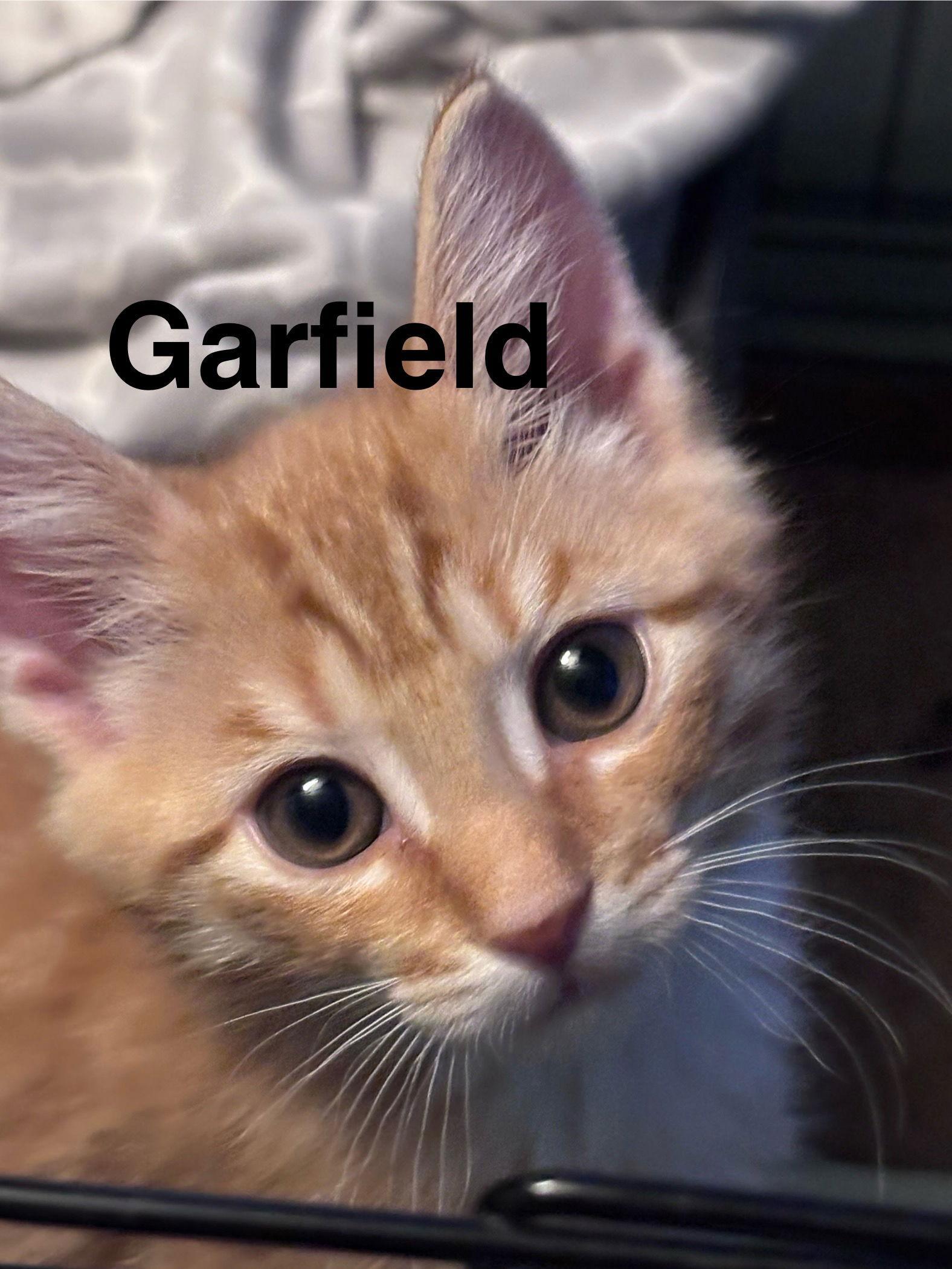 Lil Garfieldkc