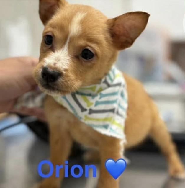 Orion