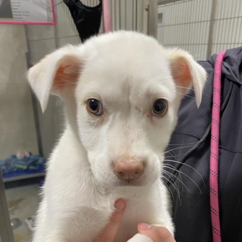 A baby medium-sized female White / Cream Mixed Breed dog named Ny Flurry Avail Jan for adoption in Eastford, CT