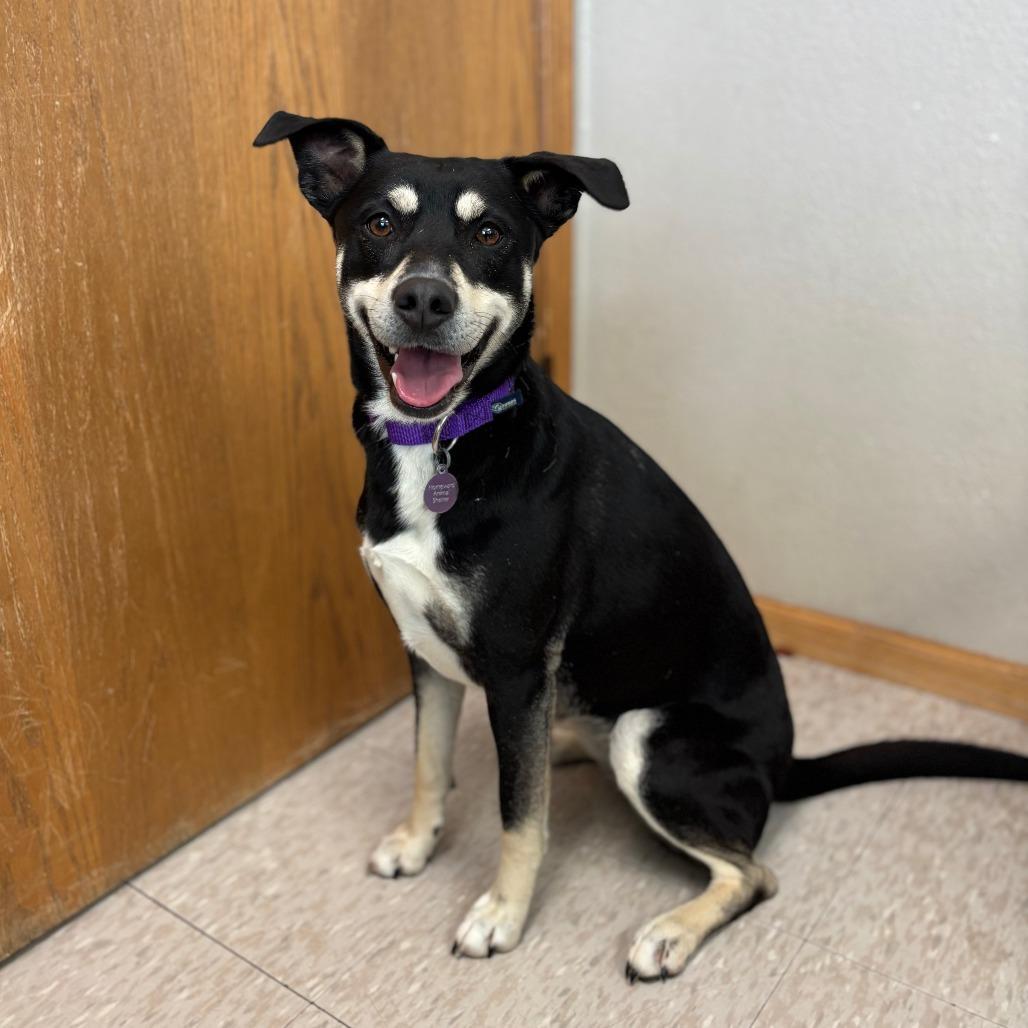 An adult medium-sized female Black Shepherd dog named Pineberry for adoption in Fargo, ND