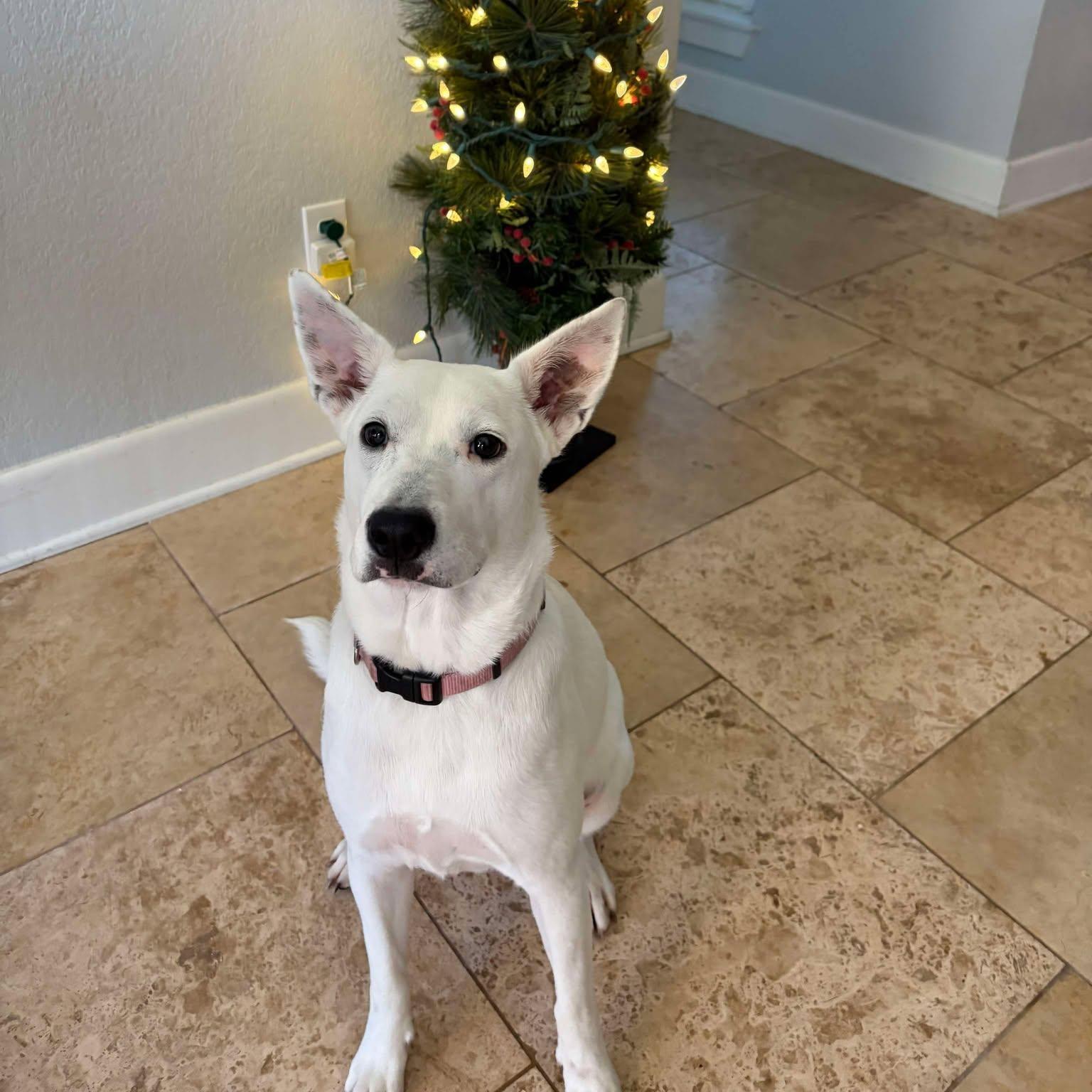 Playful And Energetic Sasha