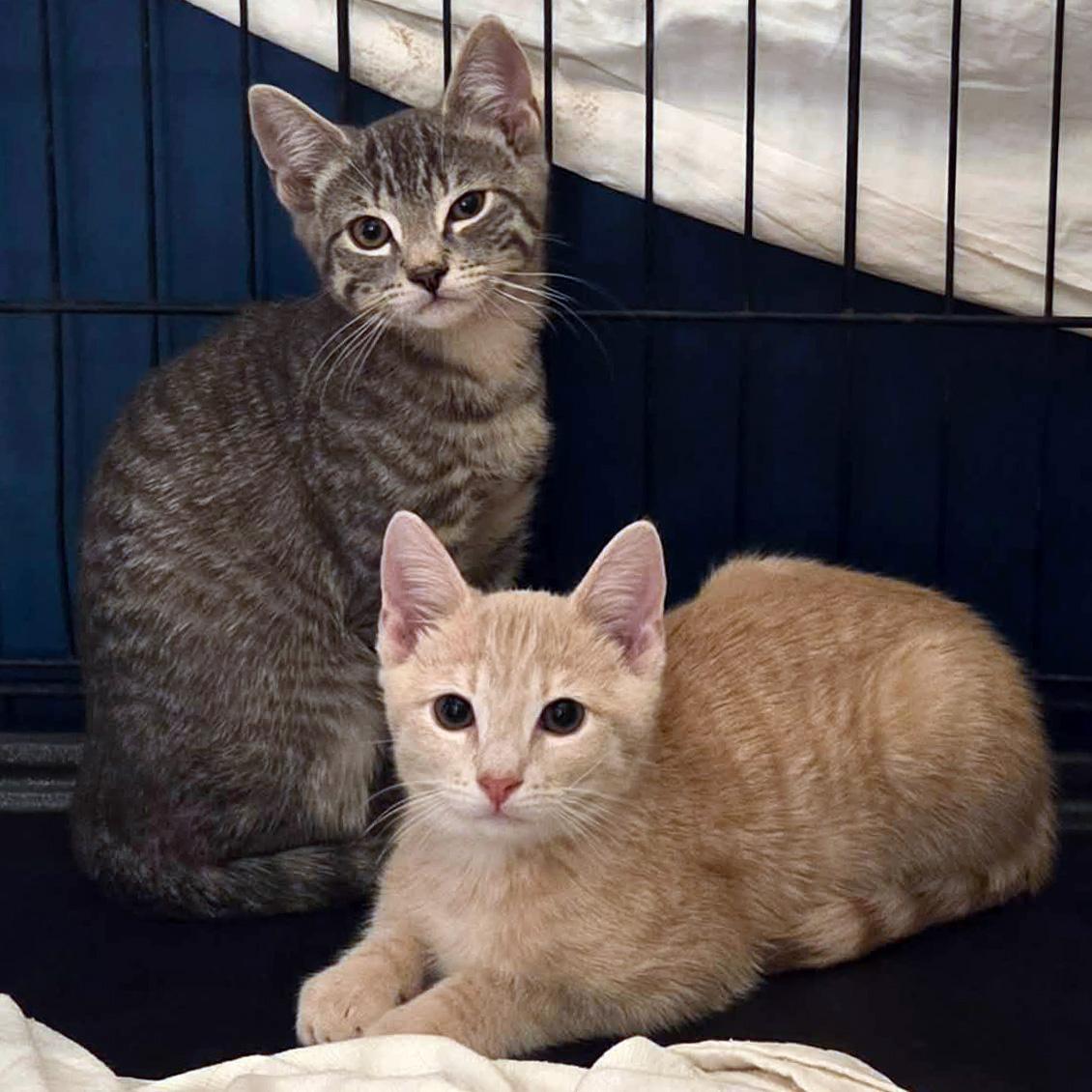 A baby medium-sized male Buff & White Domestic Short Hair cat named Soba Bonded To for adoption in Fair Haven, VT