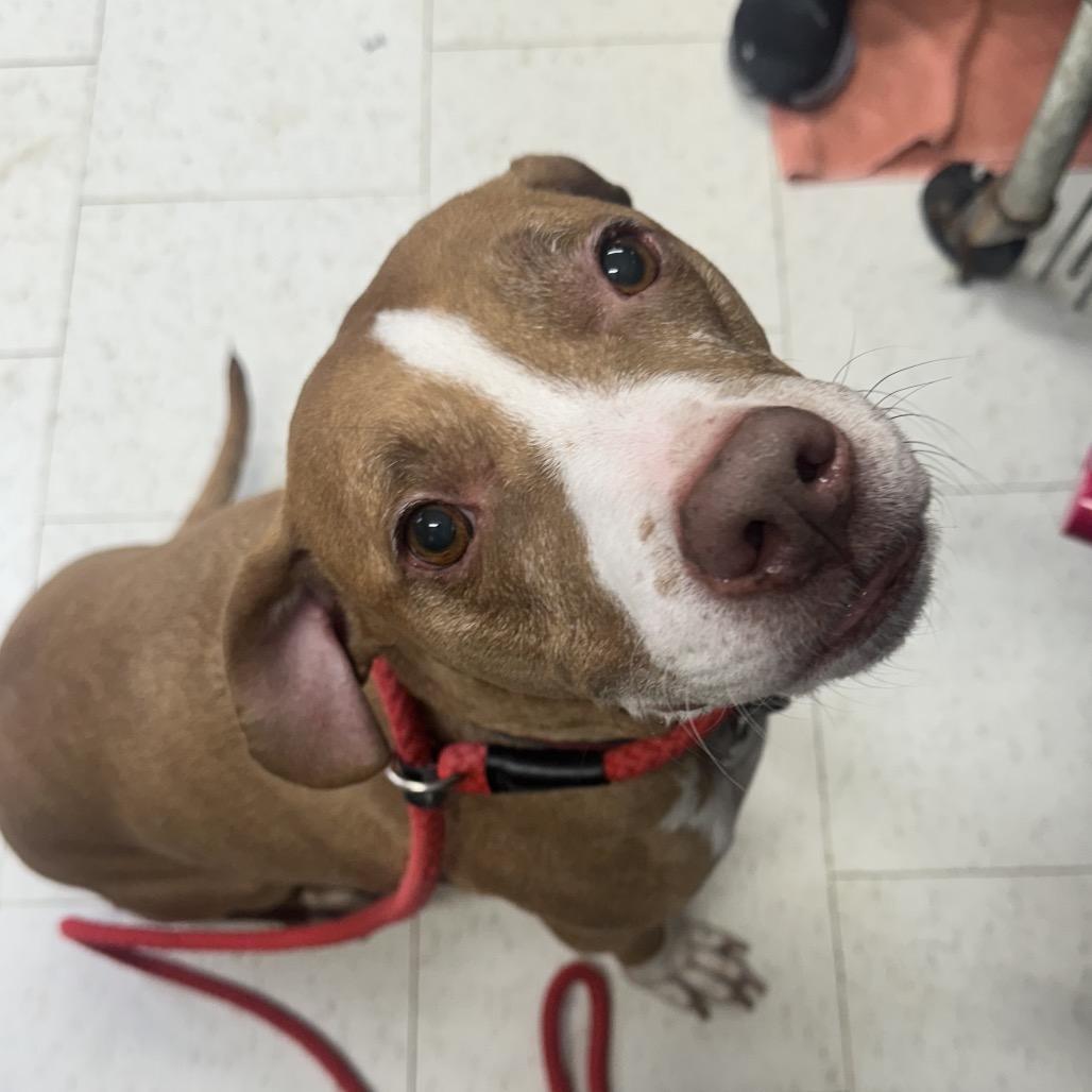 A senior medium-sized male Brown / Chocolate Mixed Breed dog named Maximus for adoption in Columbiana, AL