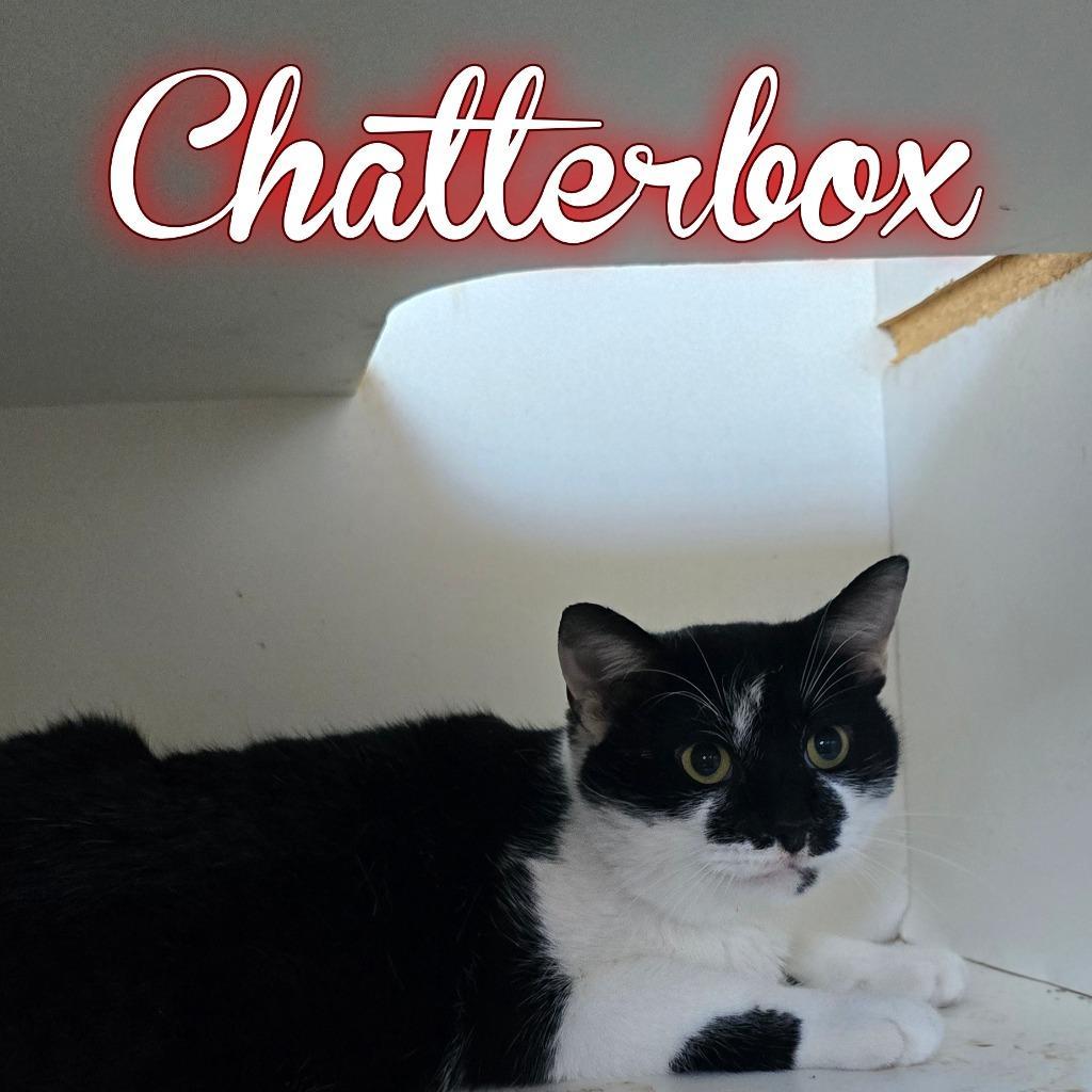 Chatterbox