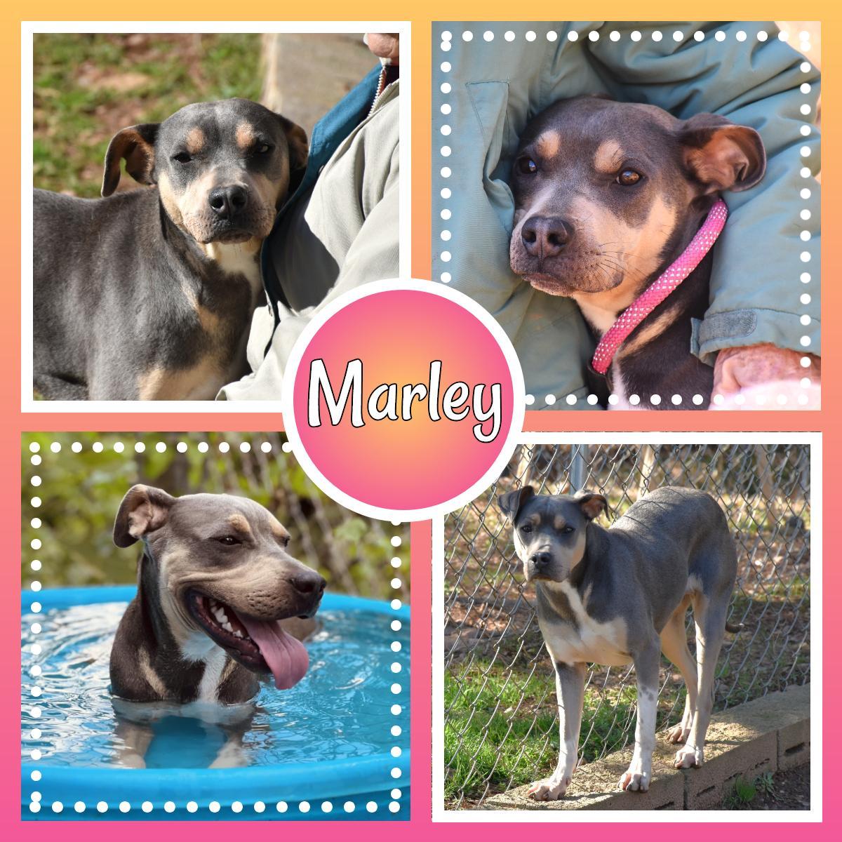 Marley
