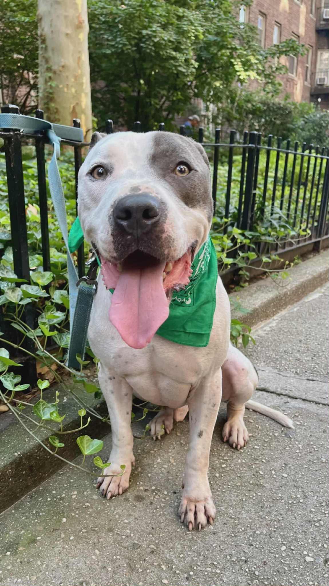 An adult medium-sized male Bicolor Pit Bull Terrier dog named Rocky for adoption in New York, NY