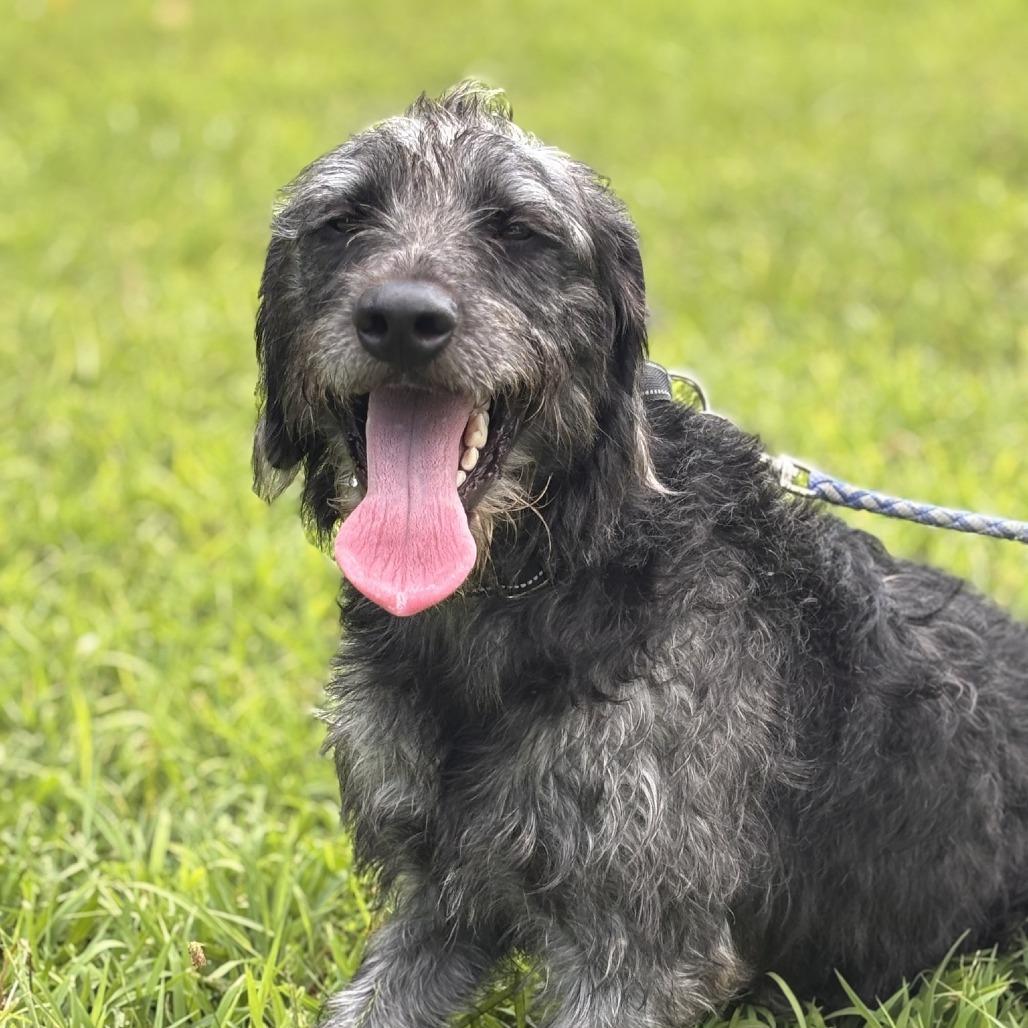 Roxy The Toodle photo 1