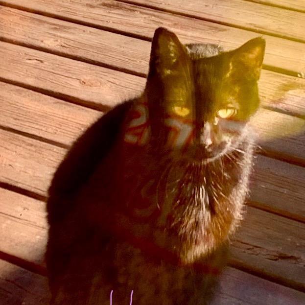 Found Mom Cat Mantorville