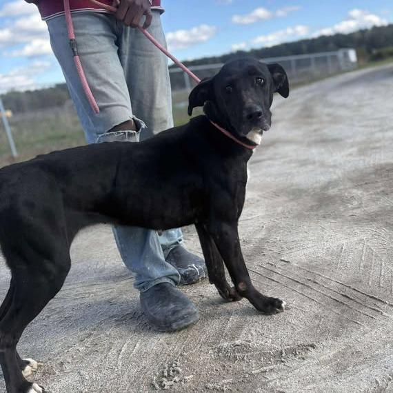 An adult large-sized female Black Mixed Breed dog named Faren for adoption in Alexandria, VA