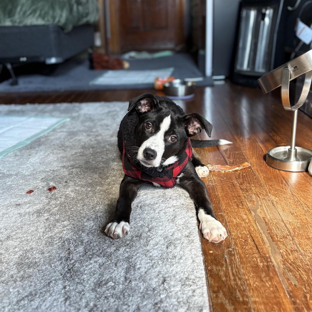 A young medium-sized male Black Mixed Breed dog named Mj for adoption in Alexandria, VA