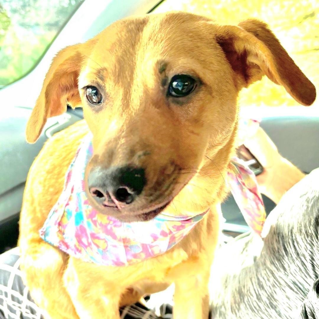 A young medium-sized female Yellow / Tan / Blond / Fawn Carolina Dog dog named Pinky Barbie In New for adoption in New York, NY