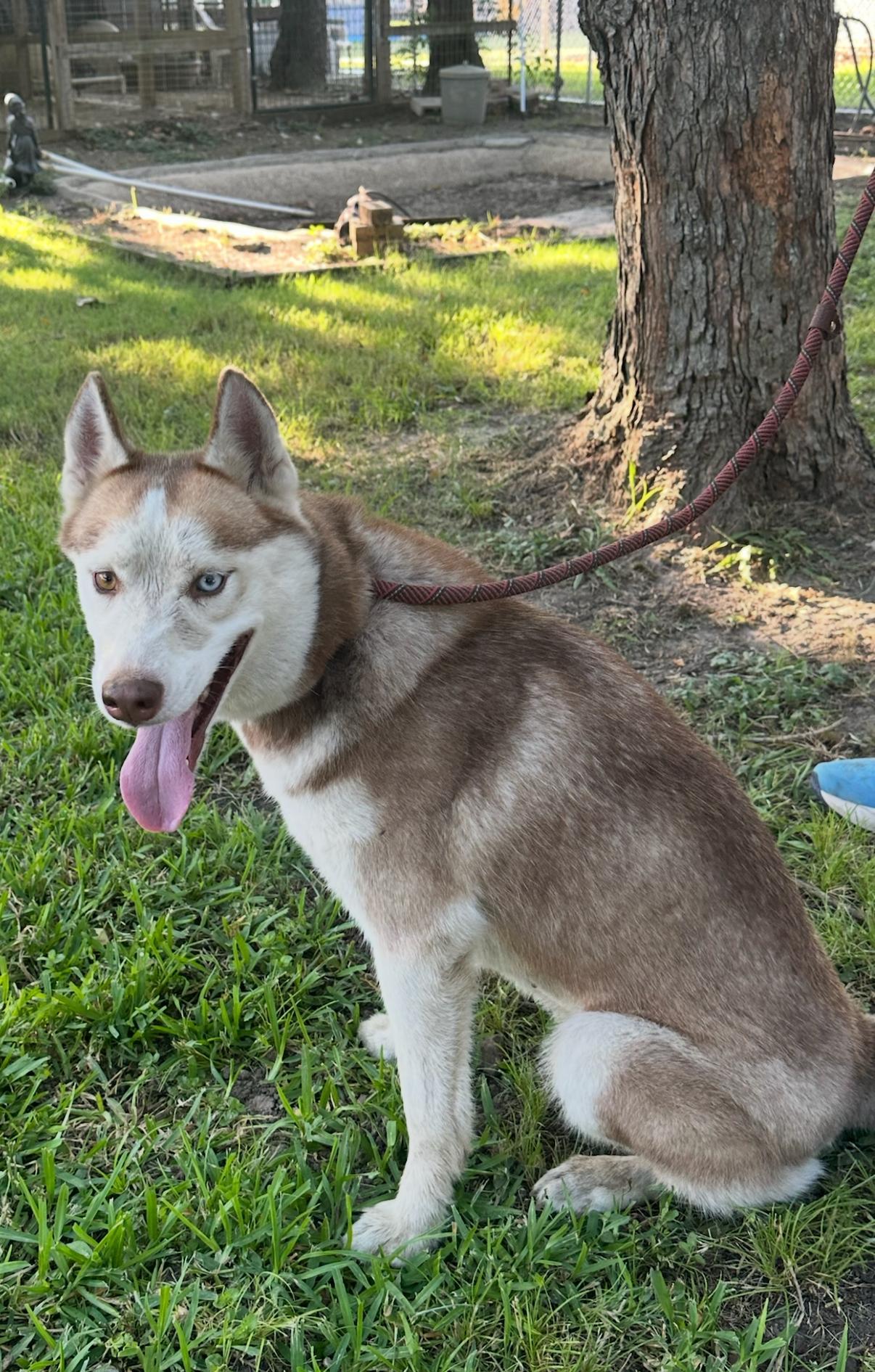 An adult medium-sized female Siberian Husky dog named Bella for adoption in Sumter, SC