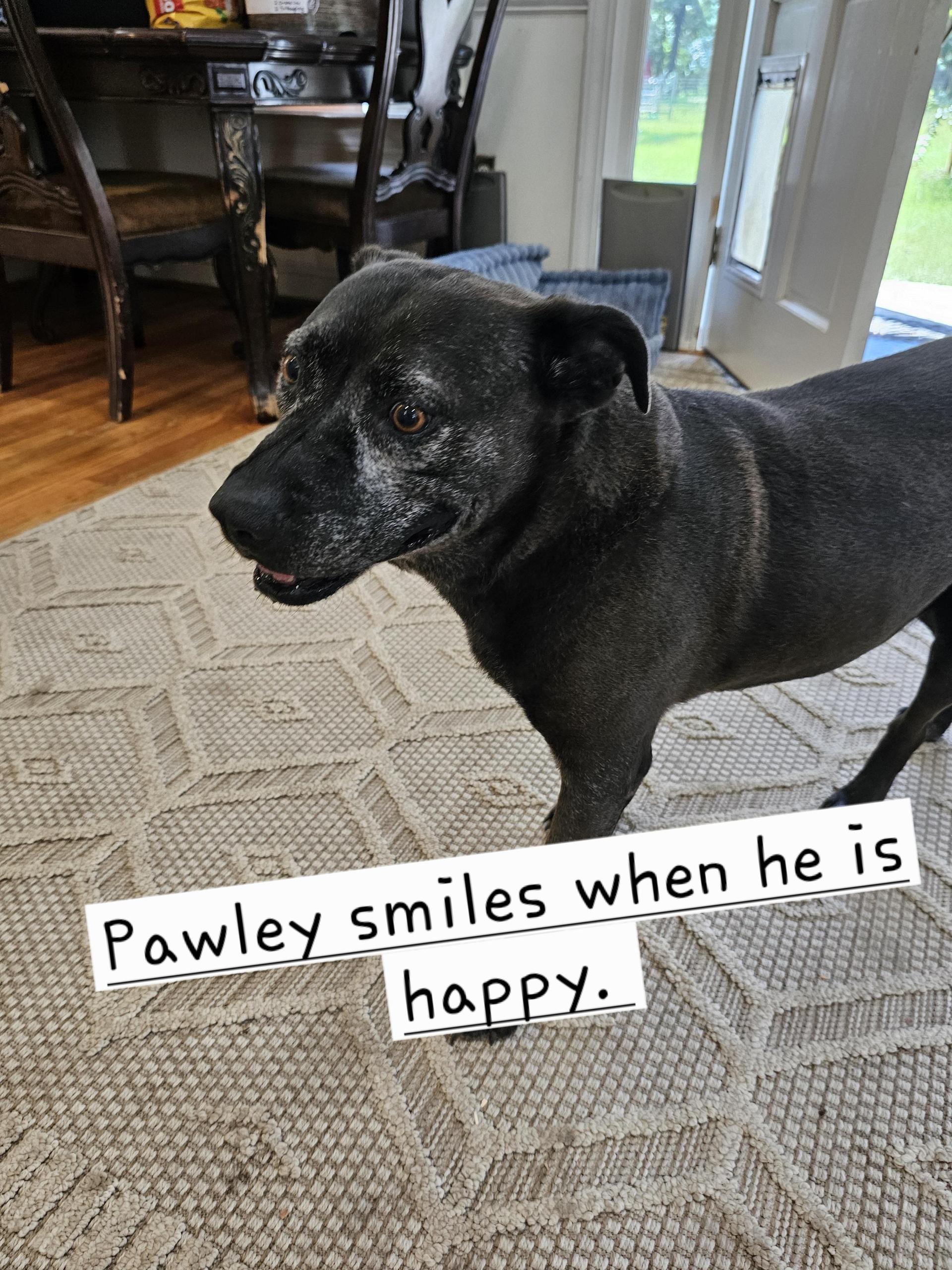 An adult medium-sized male Black Labrador Retriever dog named Pawley Aka Bat Man for adoption in Orangeburg, SC