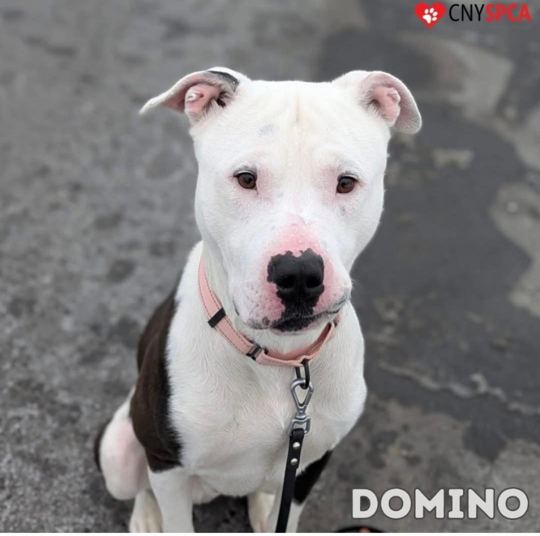 Domino