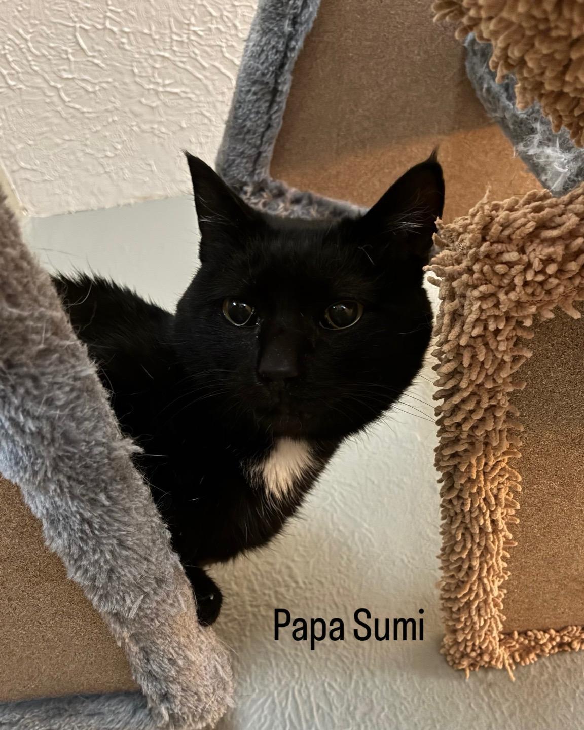 Papa Sumi