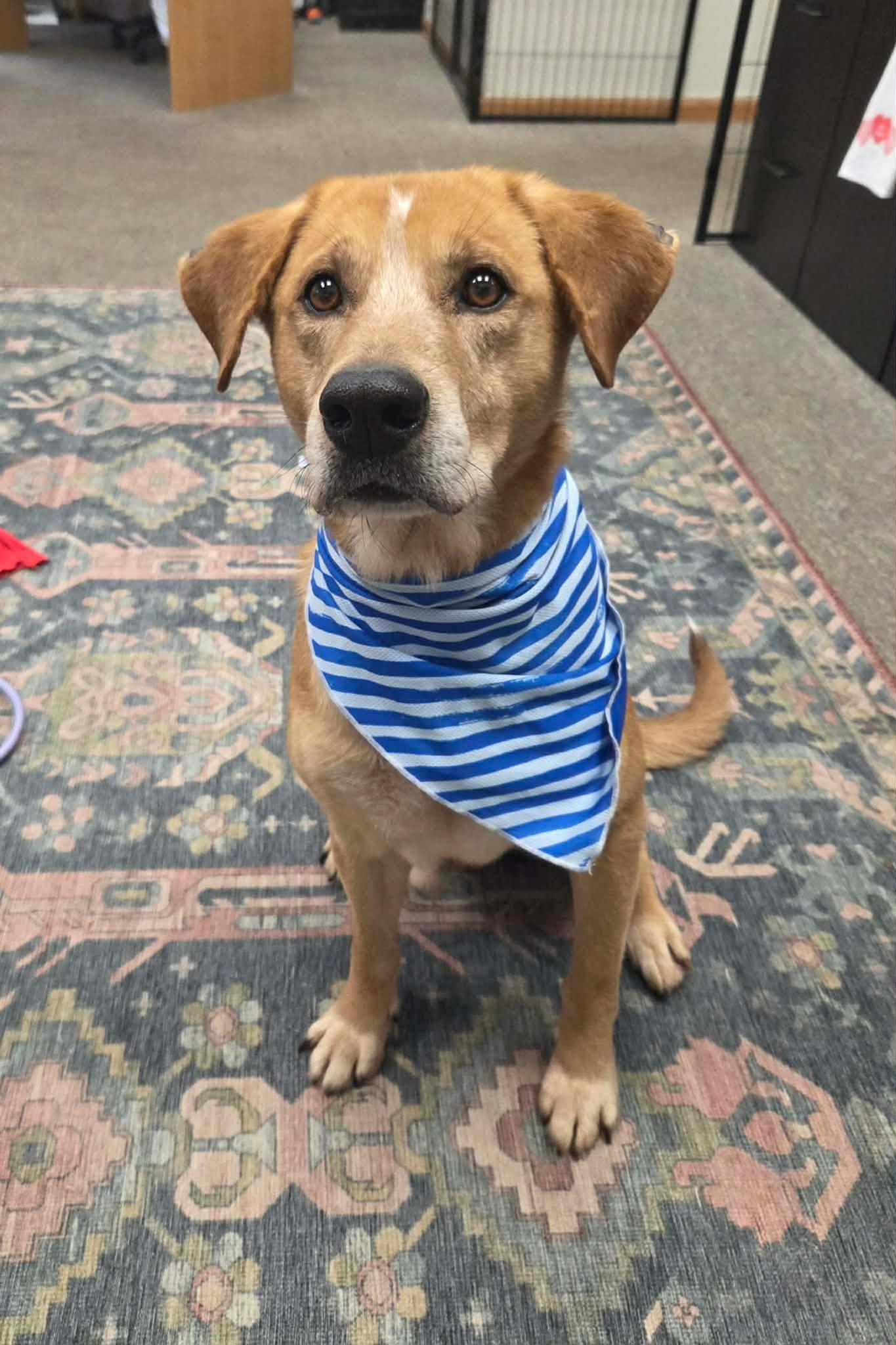 Rylo The Retriever Mix