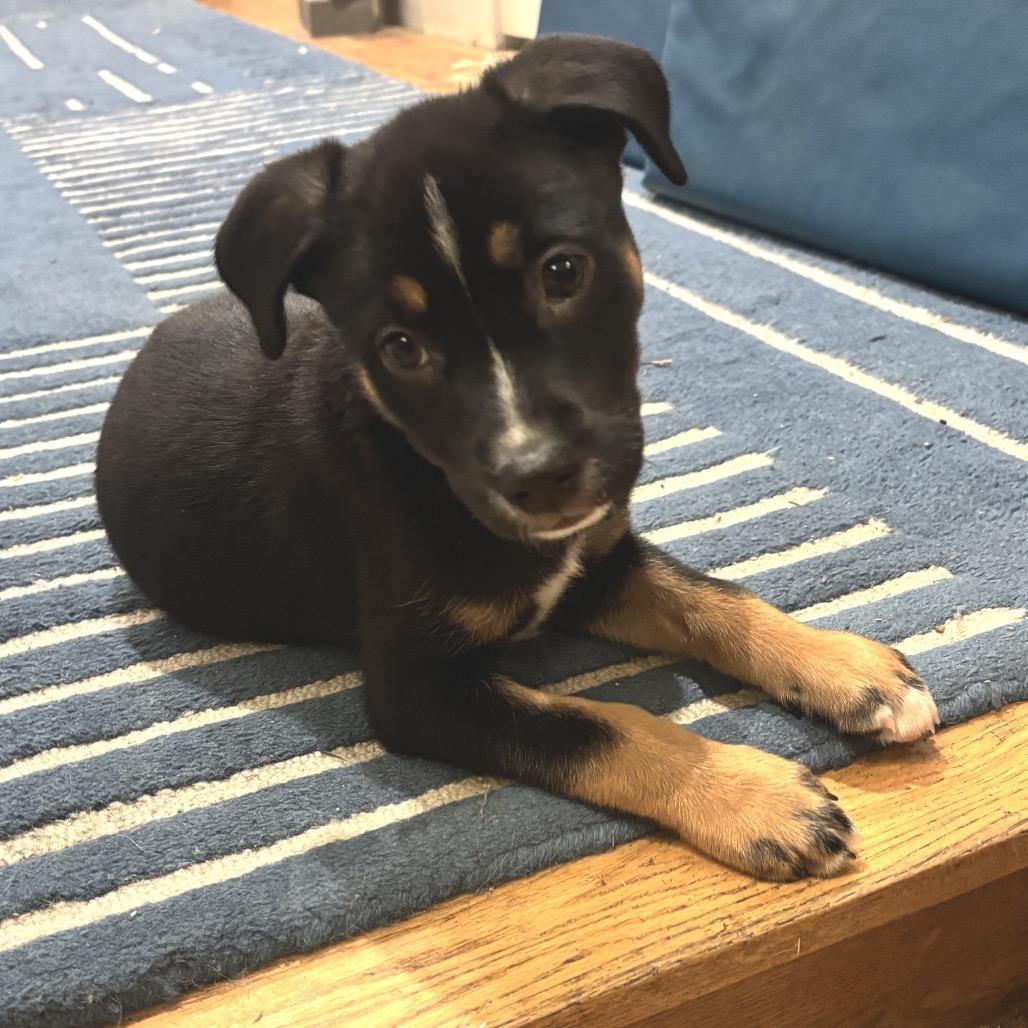 A baby large-sized female Black Shepherd dog named Ny April Jan for adoption in Eastford, CT