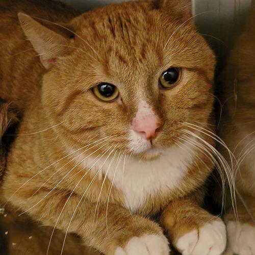 A young medium-sized male Domestic Short Hair cat named Chester for adoption in Burlington, IA