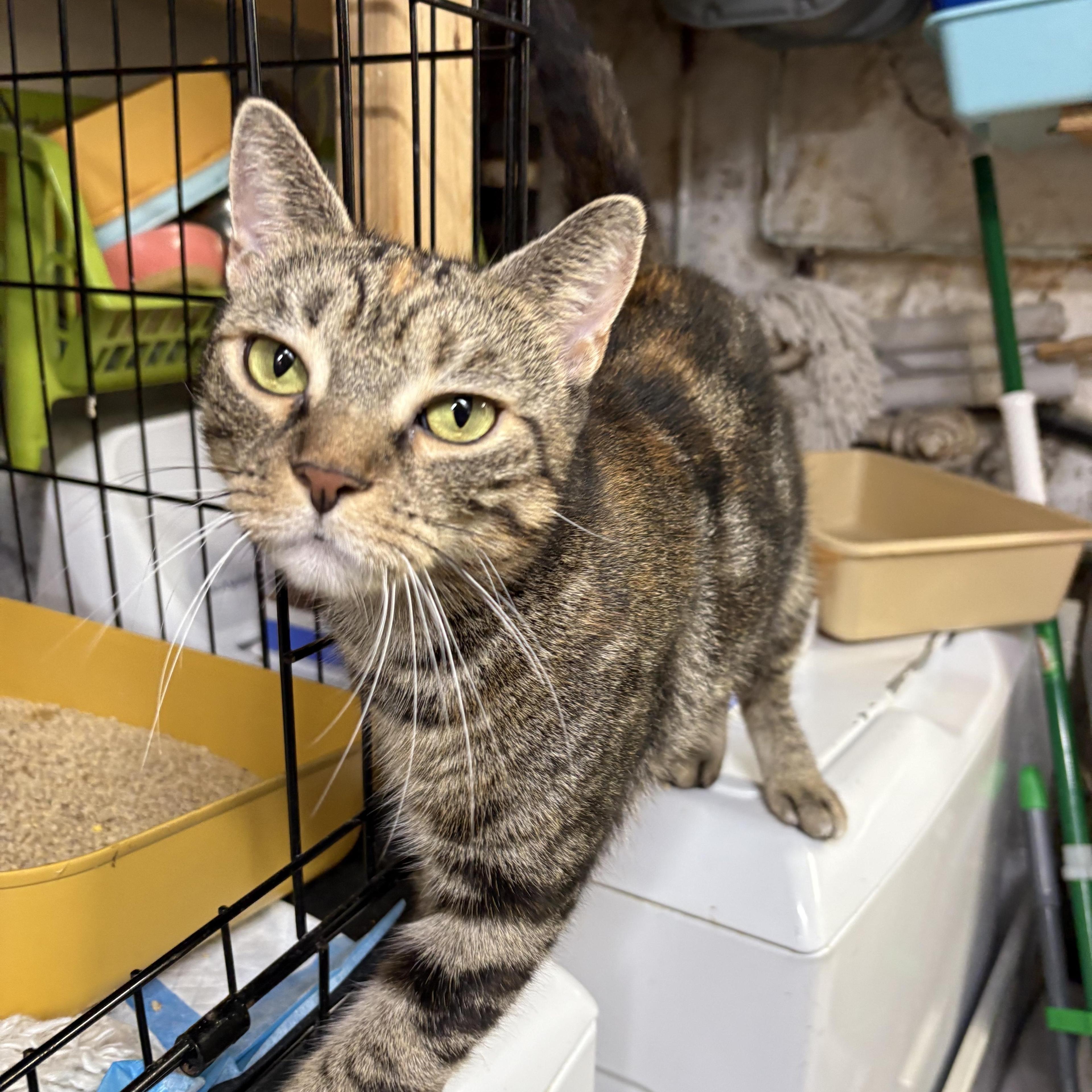 Petunia Sweet Flowery